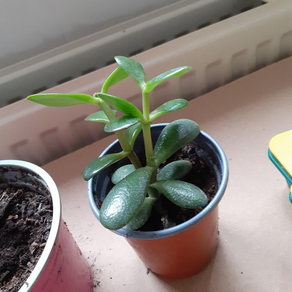 Jade plant, Huis en Inrichting, Kamerplanten, Ophalen