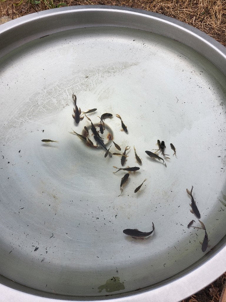 zwarte goudvissen, Goudvis(sen)