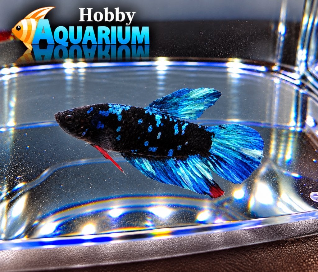 Hobbyaquarium  Betta SP Plakat Black Star Samurai L, Dieren en Toebehoren, Vis, Zoetwatervis