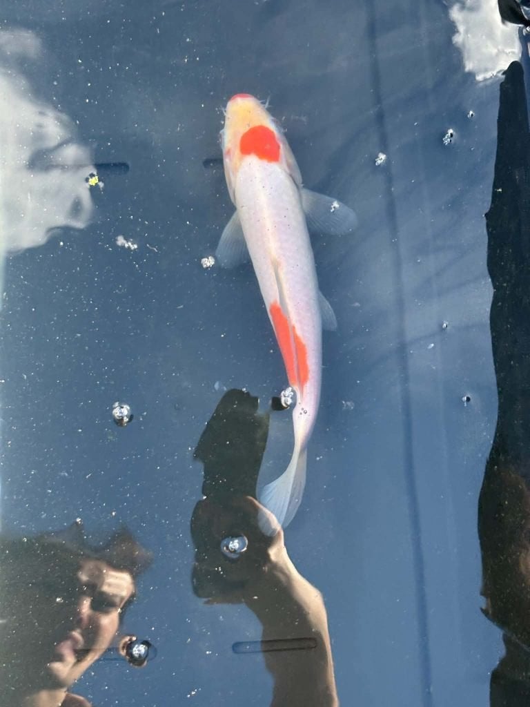 Kohaku – Eigen Kweek, Dieren en Toebehoren, Karper of Koi