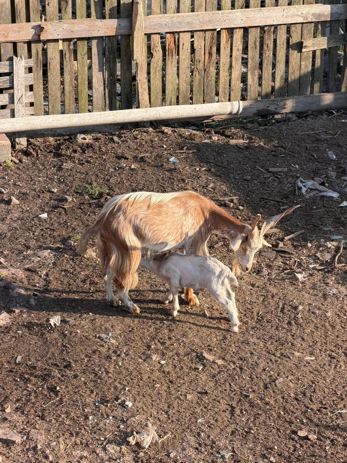 Chèvre à vendre avec sa petite, Animaux & Accessoires, Moutons, Chèvres & Cochons, Femelle, Chèvre, 0 à 2 ans