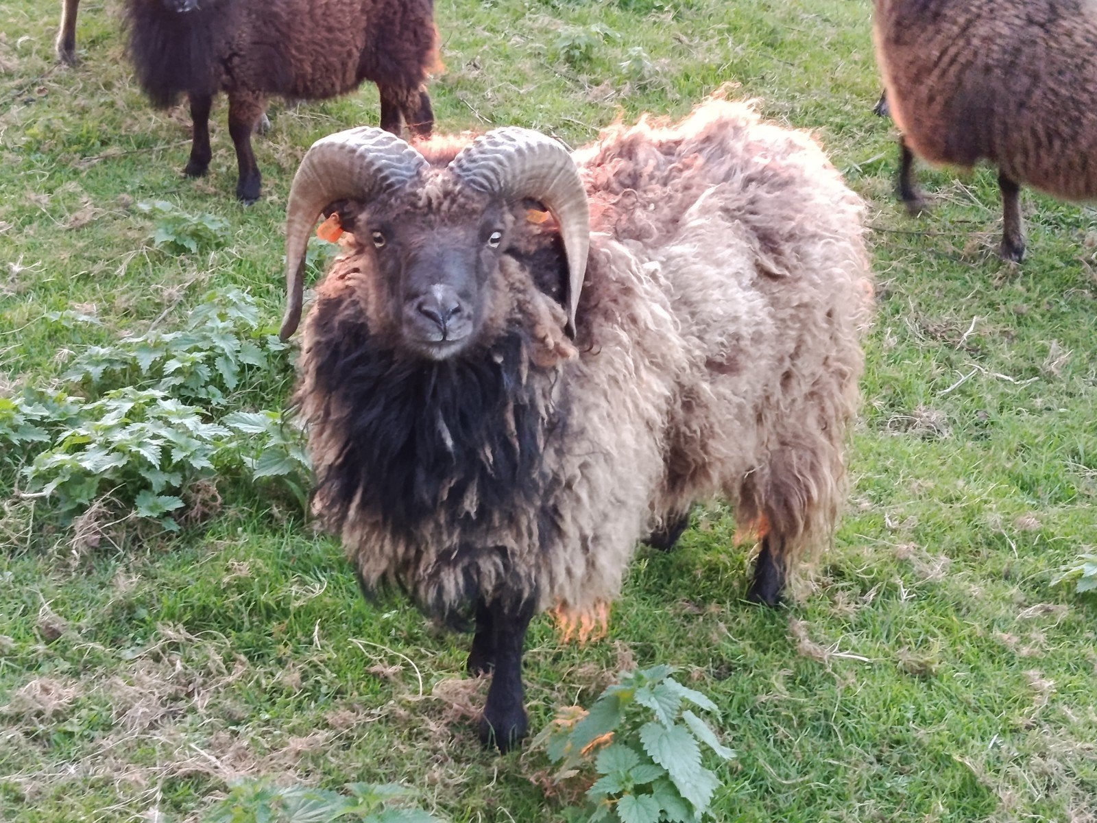 ouessant ram