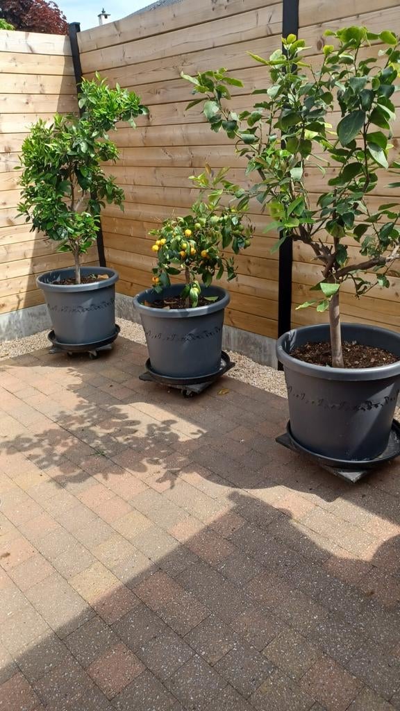 3 mooie citrusbomen met pot, Enlèvement