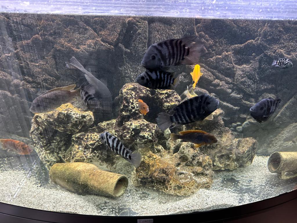 Malawi Cichliden, Dieren en Toebehoren, Vis, Zoetwatervis