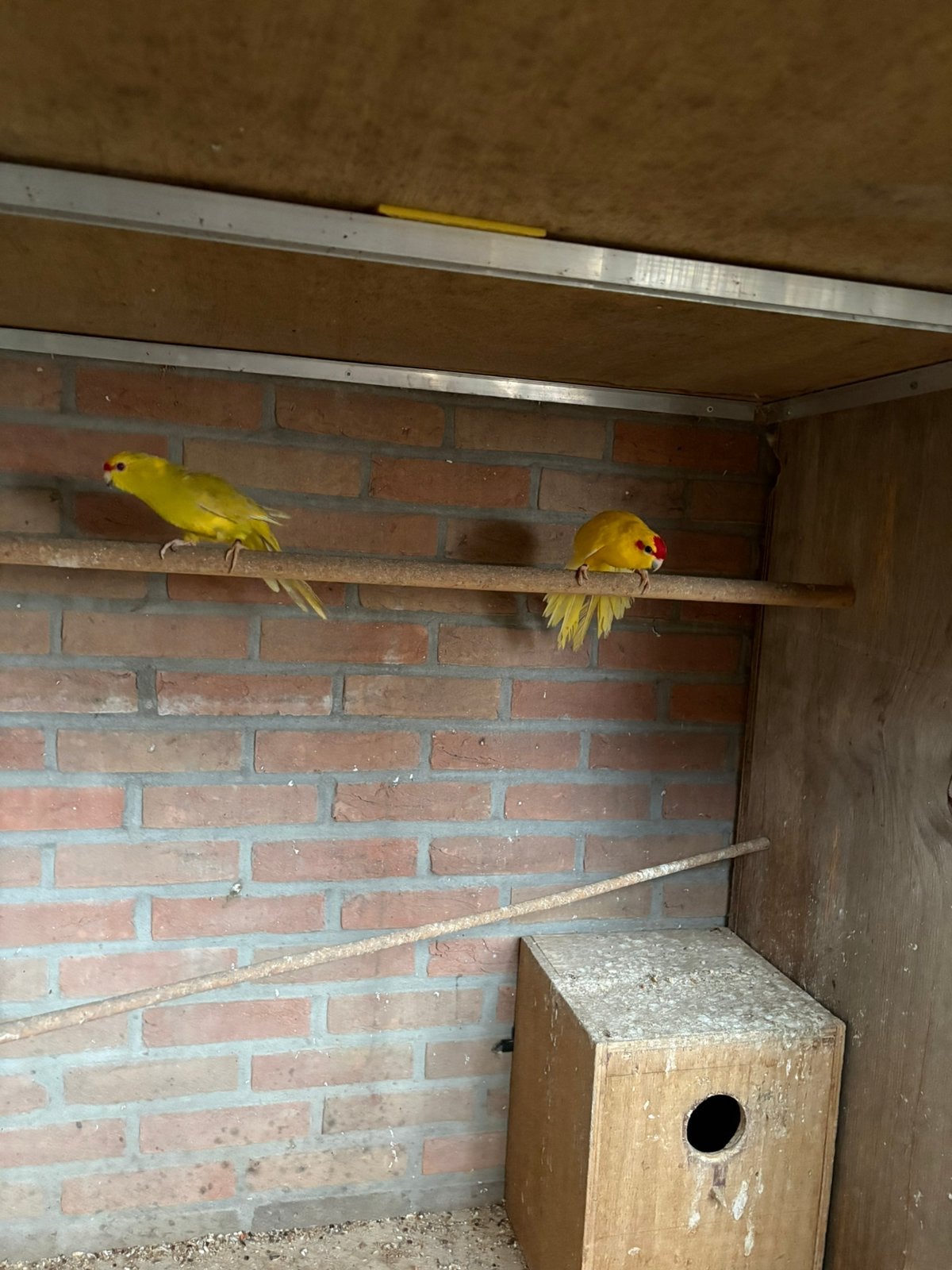 Koppel kakariki, Animaux & Accessoires, Bagué