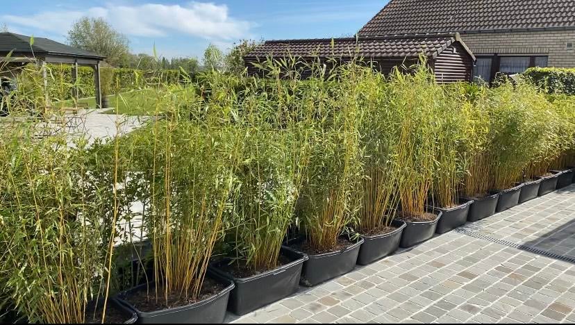 Fargesia Robusta, Tuin en Terras, Ophalen, Vaste plant