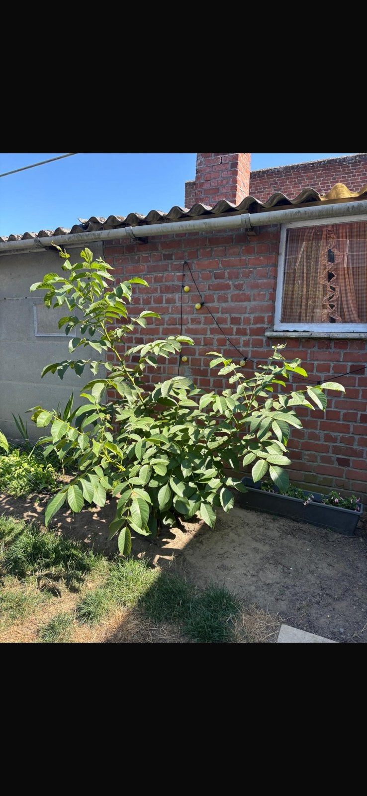 Gratis notelaar, Tuin en Terras, Ophalen