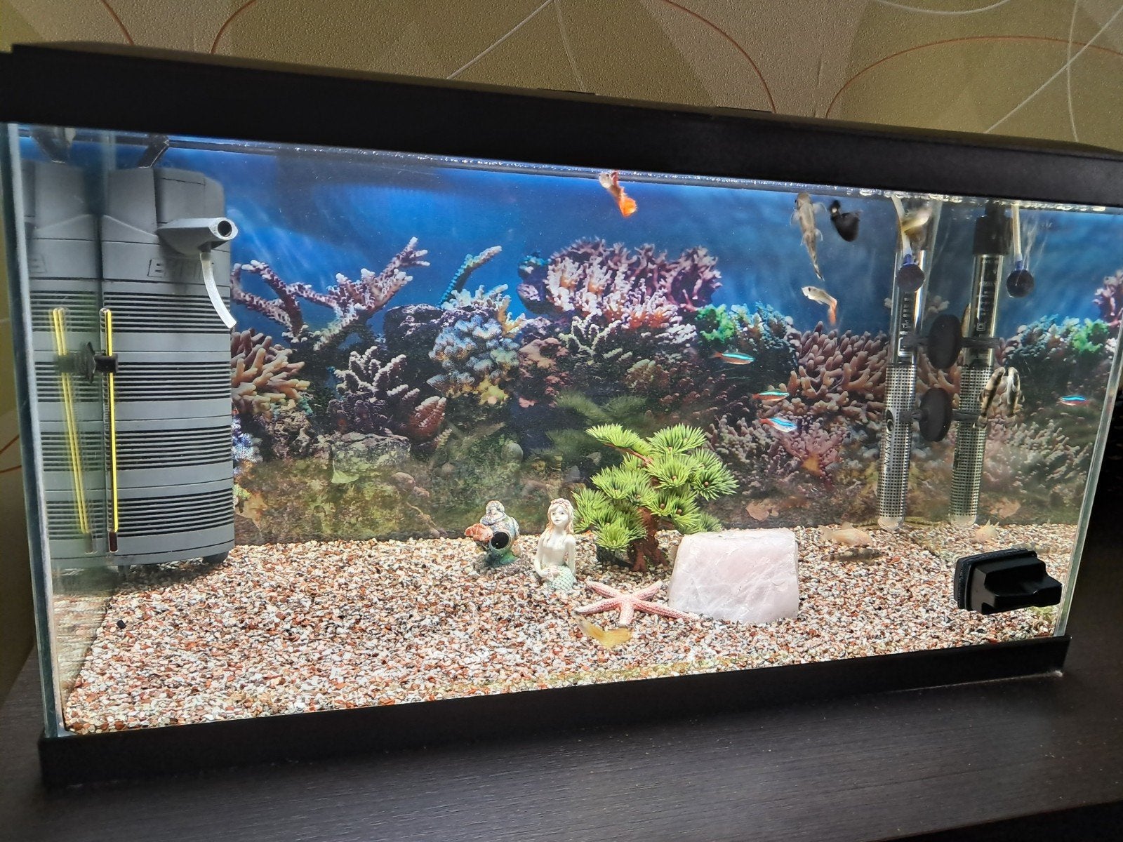 aquarium met producten te koop. vissen mag je erbij hebben, Enlèvement