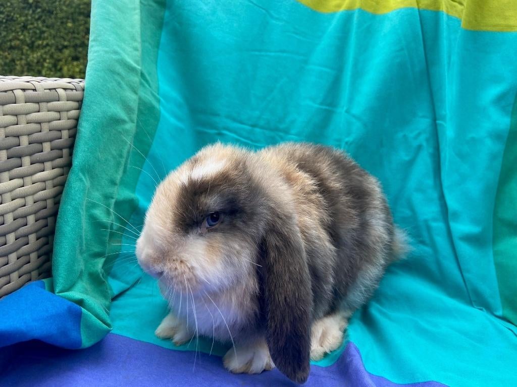 Franse hangoor konijntjes, Dieren en Toebehoren, Konijnen, Meerdere dieren, Groot, Hangoor, 0 tot 2 jaar