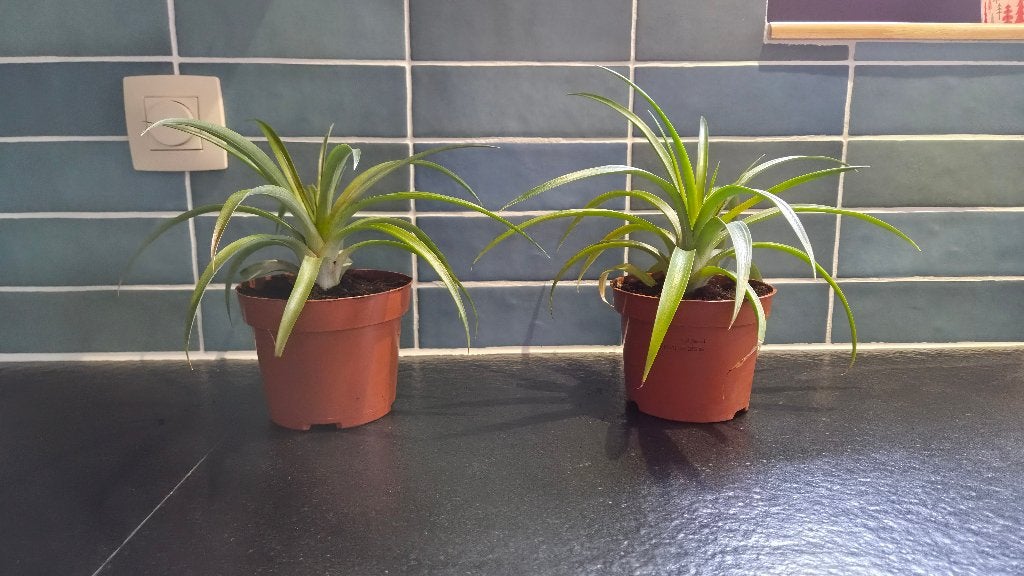 Ananas plantjes (nog 2 stuks), Huis en Inrichting, Ophalen