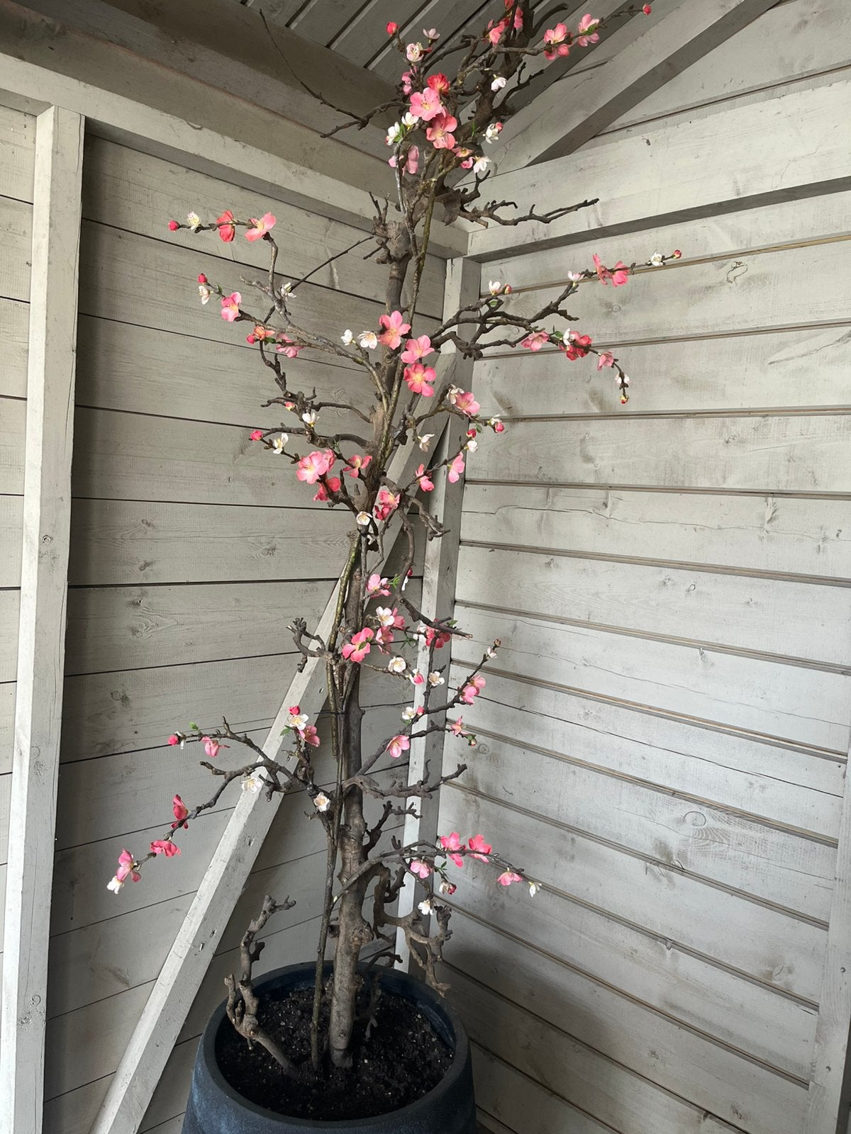 Mooie sierboom, Tuin en Terras, Ophalen