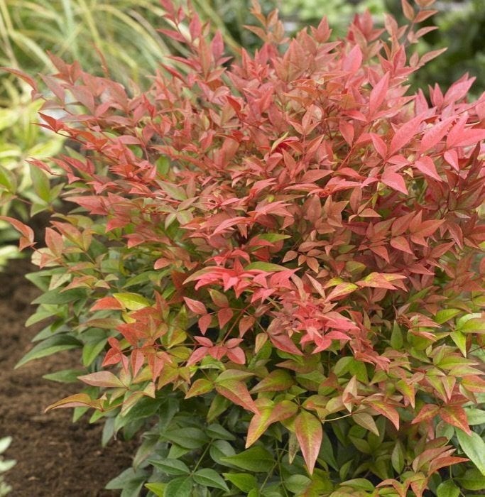 Nandina, Enlèvement