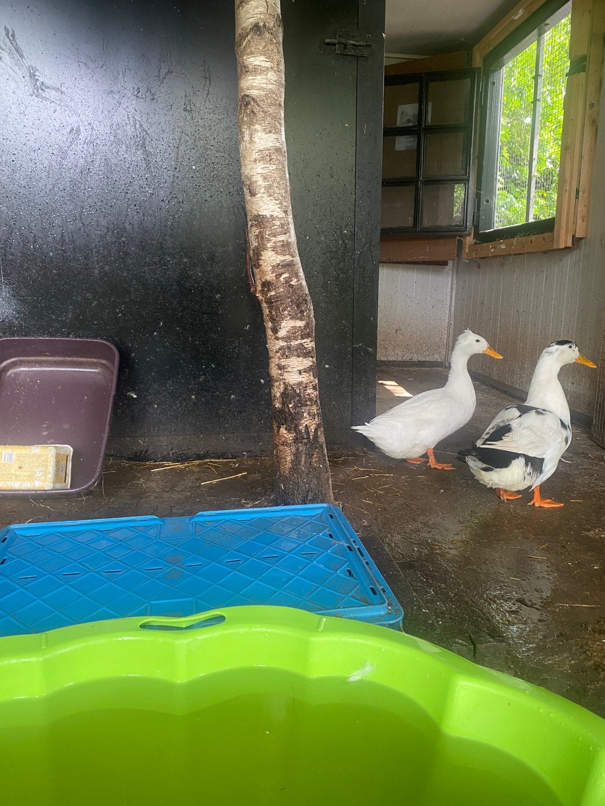 Koppel hollandse kuifeenden, Dieren en Toebehoren, Pluimvee