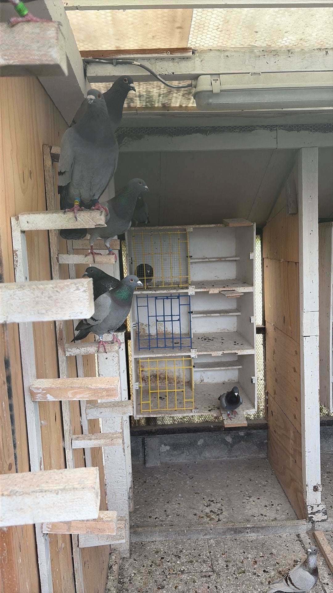 Doffers tekoop, Dieren en Toebehoren, Vogels | Duiven, Mannelijk, Postduif
