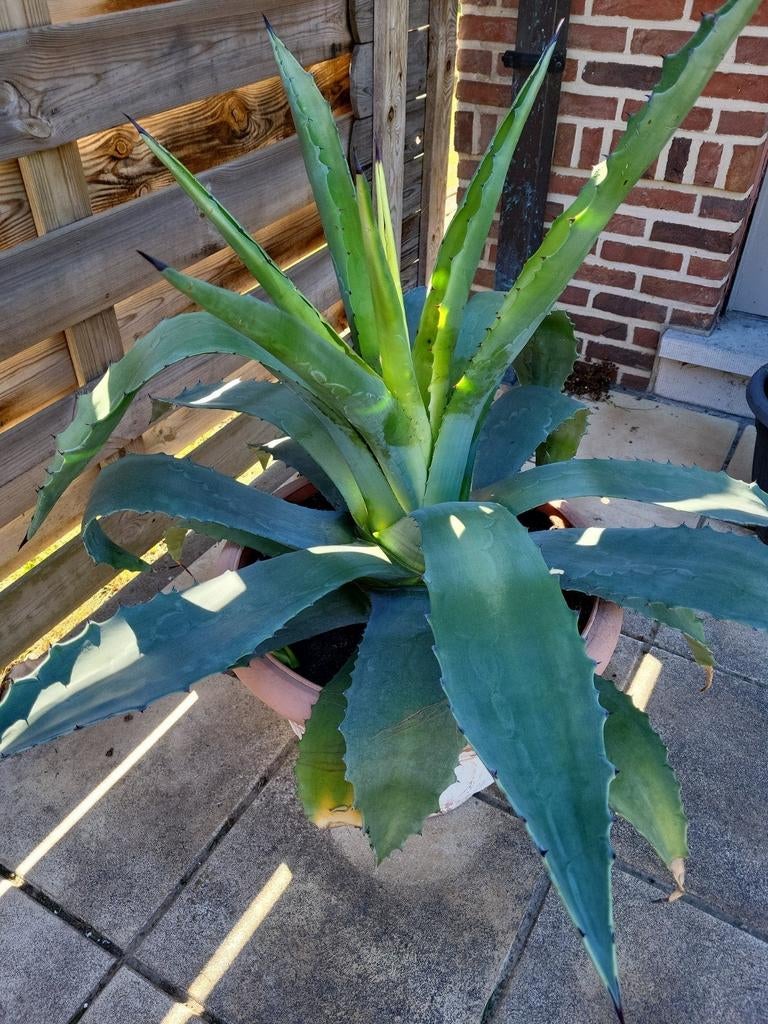 Agave Americana, Tuin en Terras, Planten | Tuinplanten, Ophalen