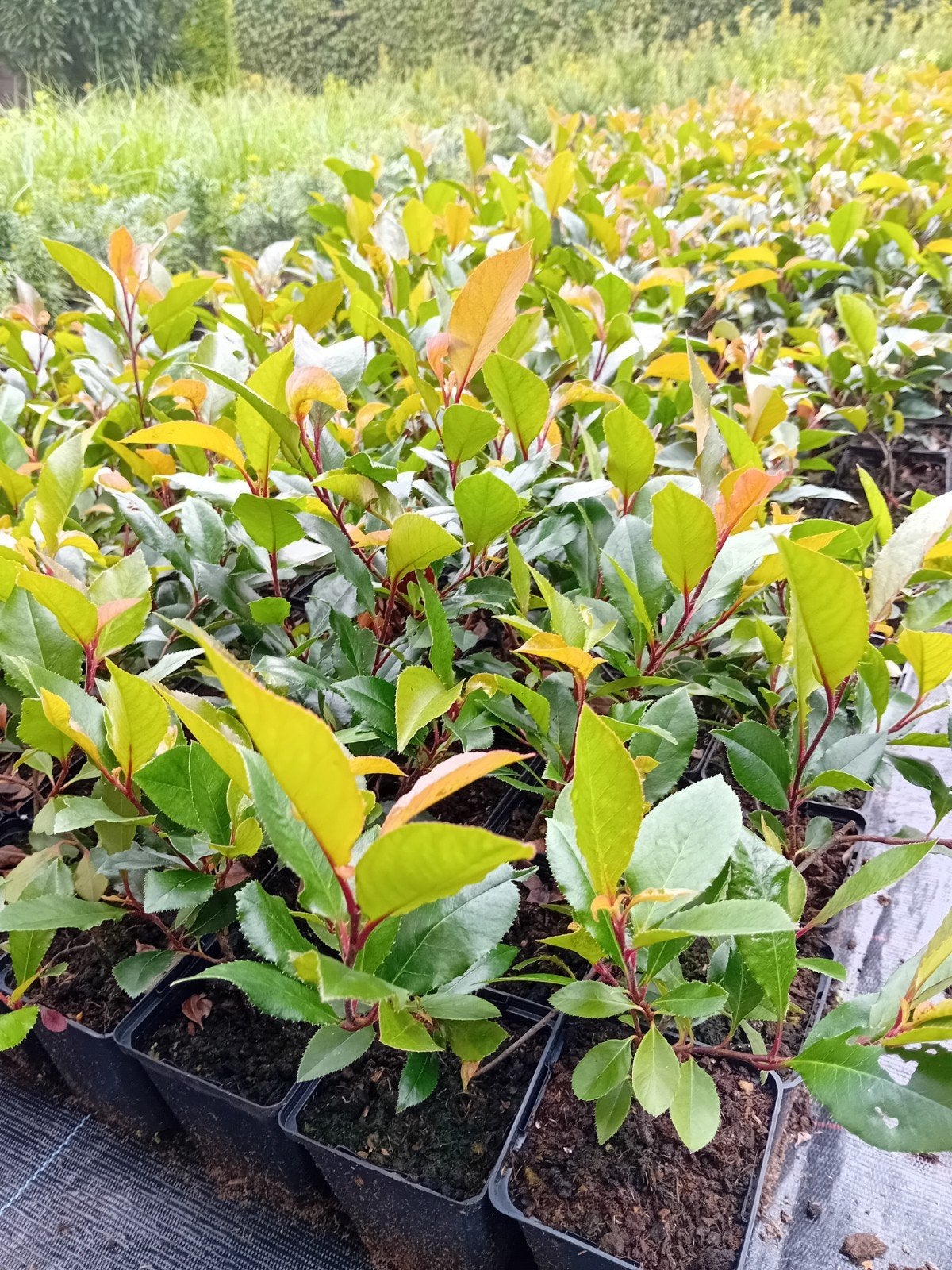 glansmispel, Tuin en Terras, Ophalen