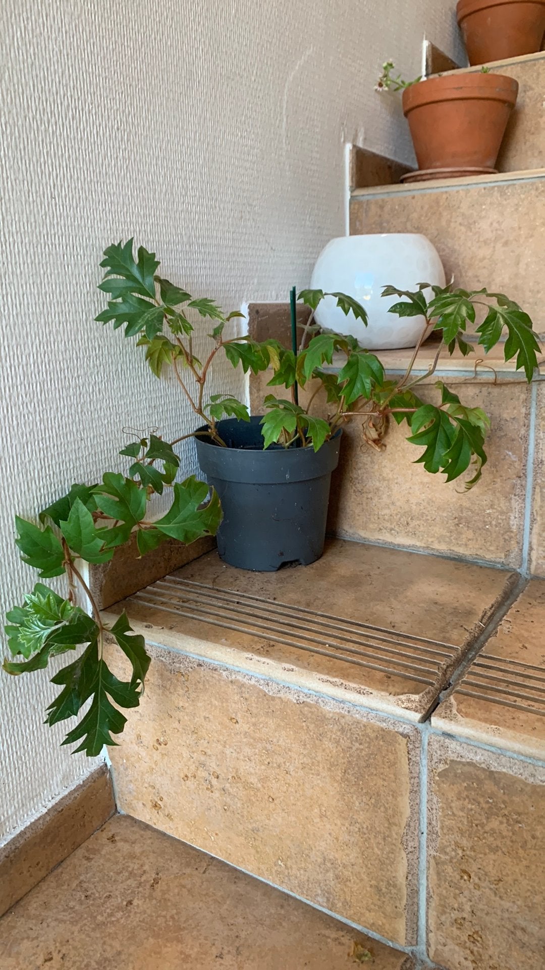 Klimplant weelderige groene plant, Tuin en Terras, Planten | Tuinplanten, Ophalen