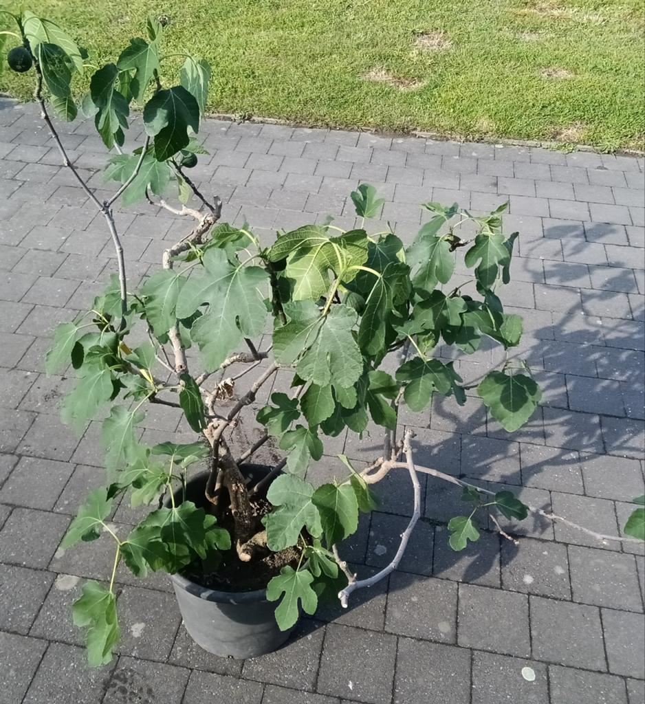 Vijgenboom Brown Turkey, Tuin en Terras, Planten | Tuinplanten, Ophalen