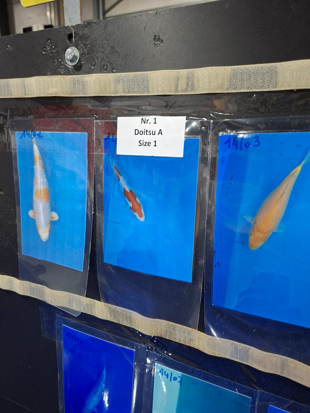 VHQ Japanse koi doitsu kohaku, Karper of Koi