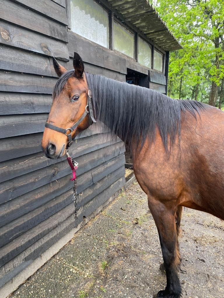 2 draver Merries te koop, Dieren en Toebehoren, Paarden