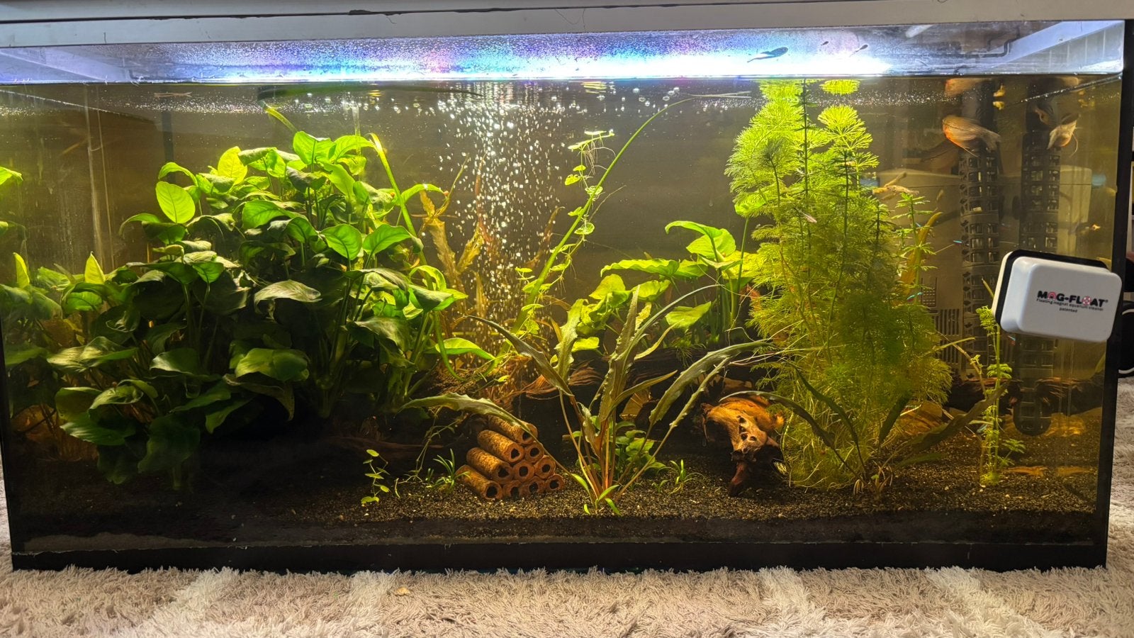 Aquarium met toebehoren, Dieren en Toebehoren, Vissen | Aquaria en Toebehoren, Zo goed als nieuw, Filter, Inclusief deksel, Inclusief planten