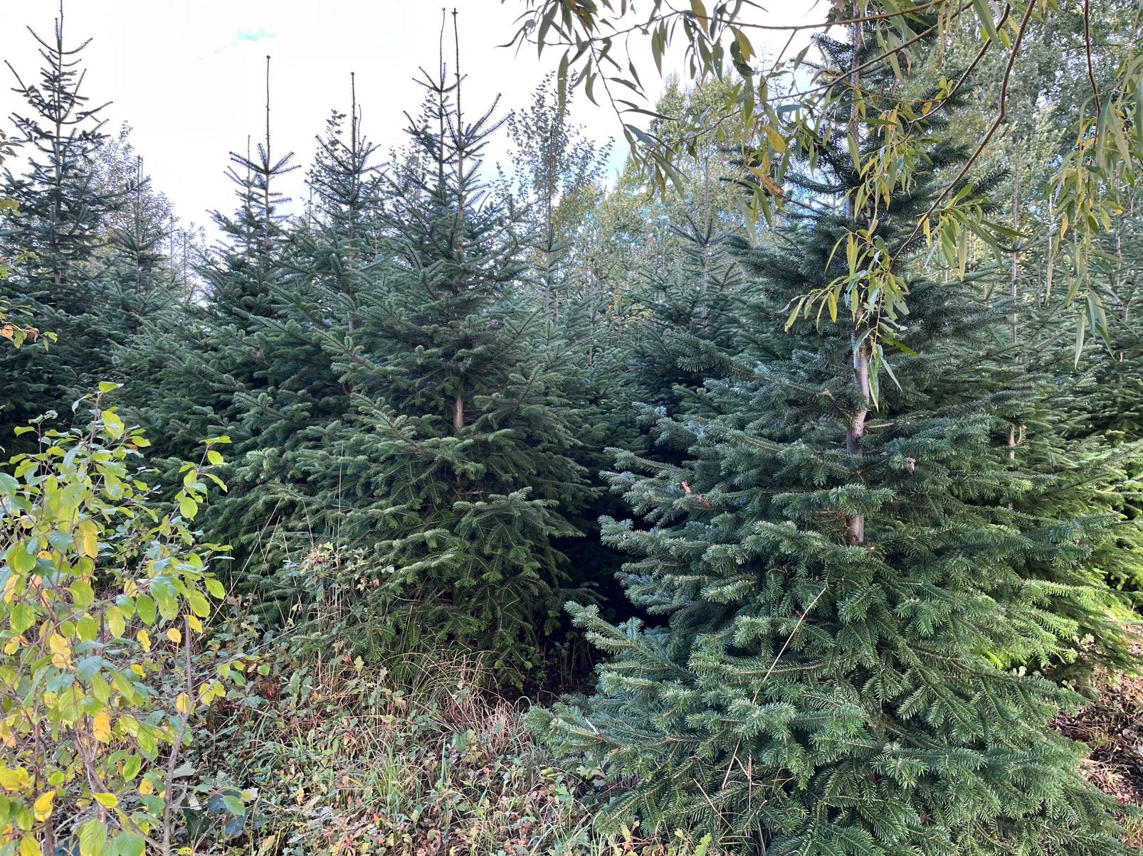 Nordmann sparren - Kerstbomen, Tuin en Terras, Ophalen