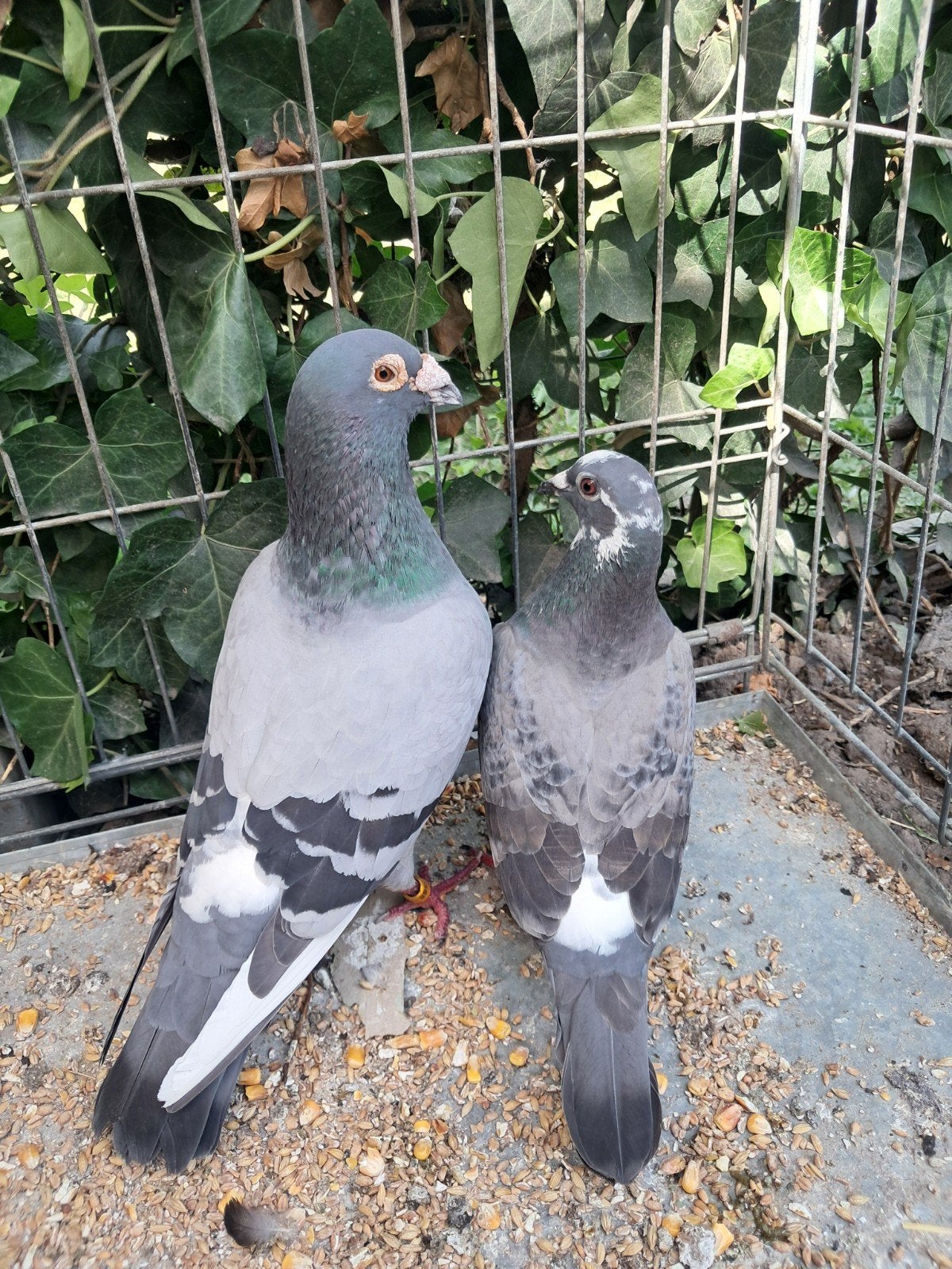 Duiven, Dieren en Toebehoren, Vogels | Duiven