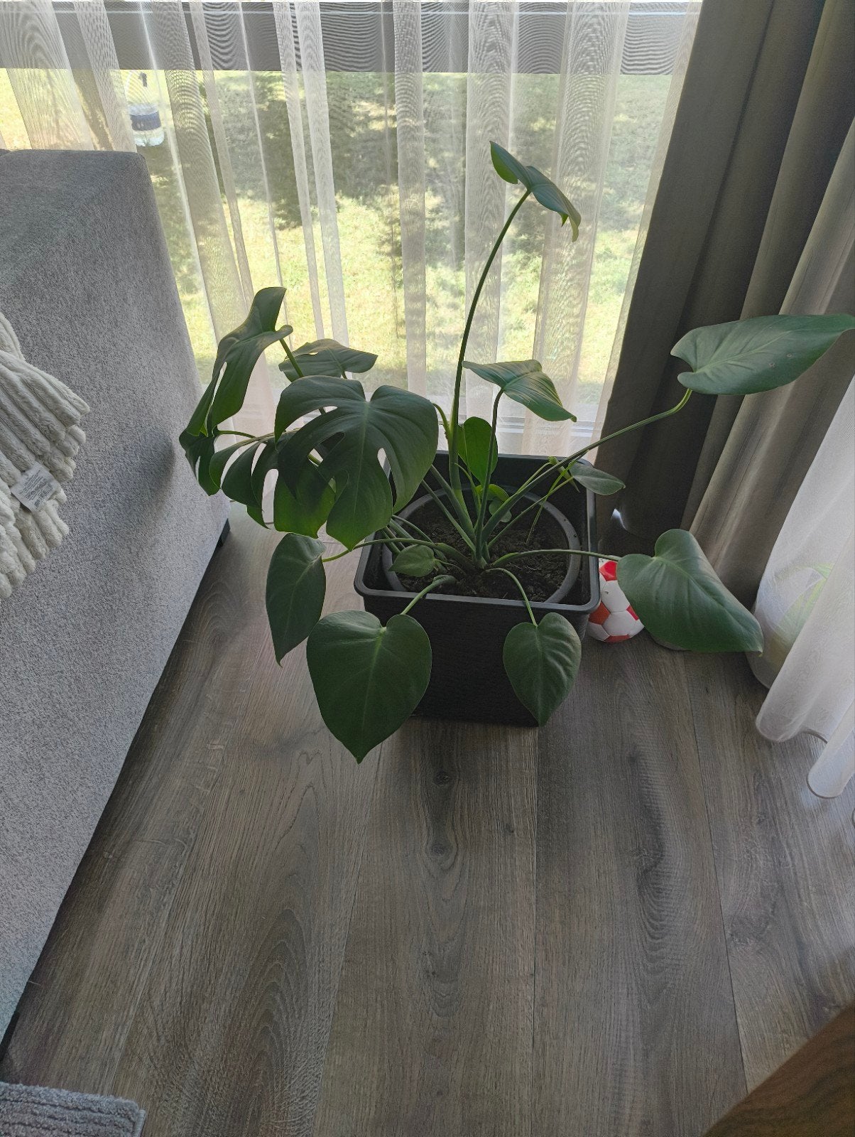 Kamerplant Monstera, En pot, Moins de 100 cm, Enlèvement, Plante verte