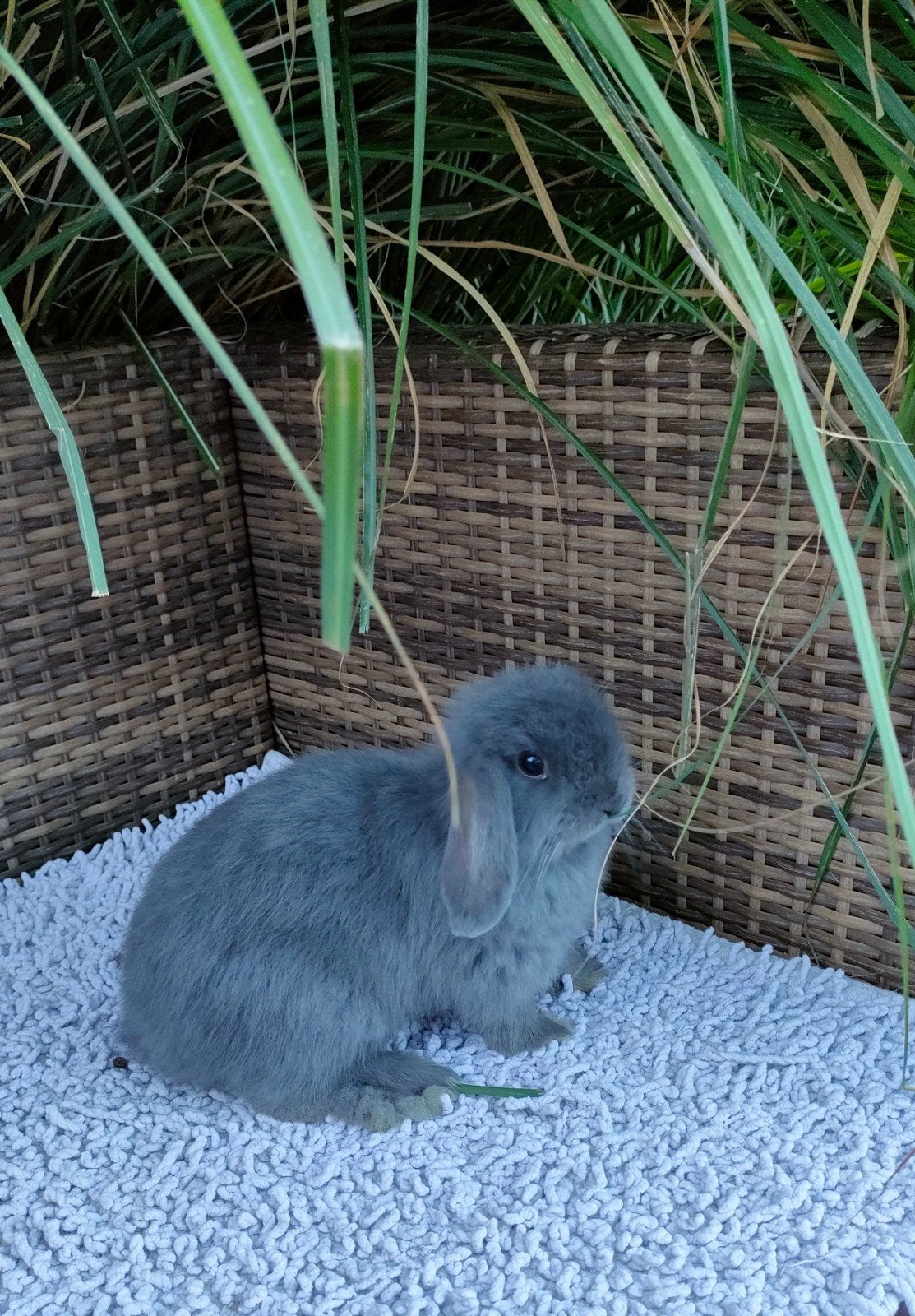 minilop voedstertje blauw., Dieren en Toebehoren, Konijnen, Vrouwelijk, Klein, Hangoor, 0 tot 2 jaar