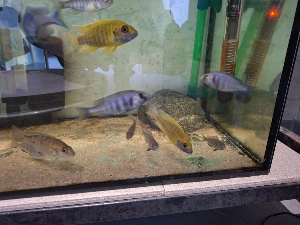 Cichlides malawi aulonocara maleri maleri
