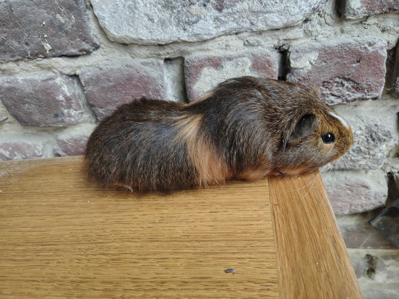 cavia, Animaux & Accessoires, Septembre, Cobaye
