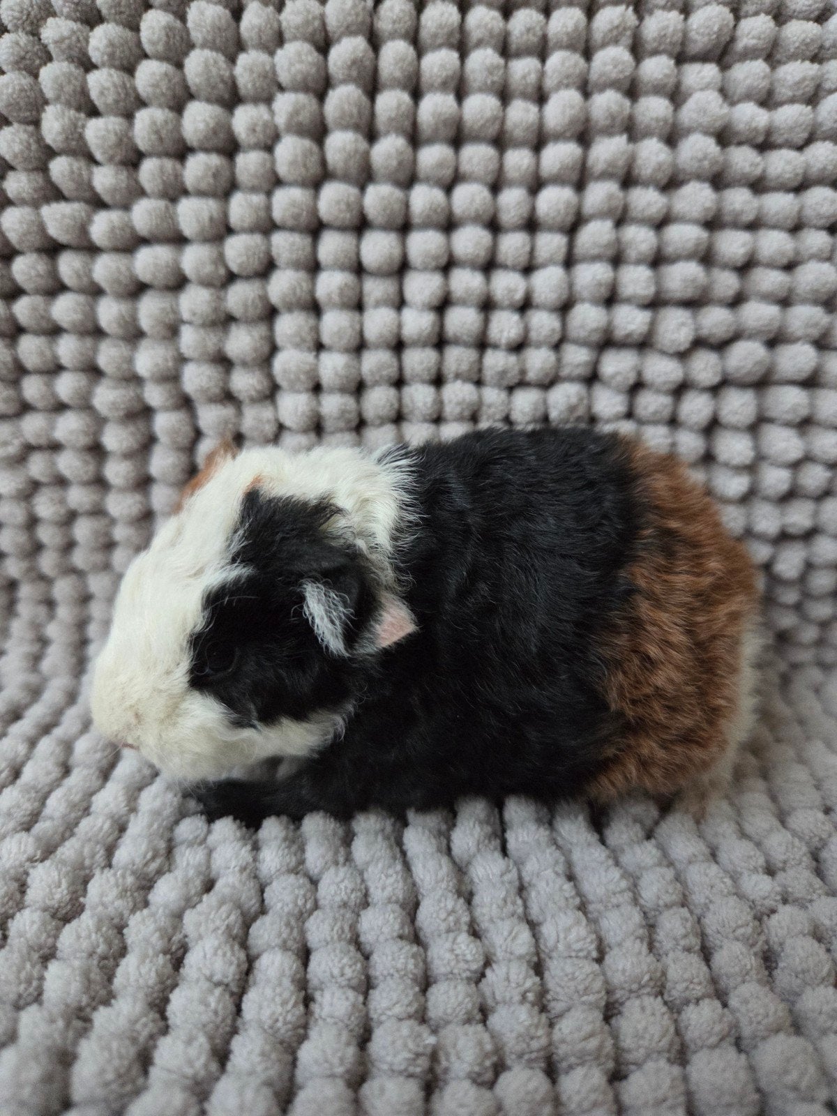 nederland jong cavia beertje, Mâle, Domestique, Septembre, Cobaye