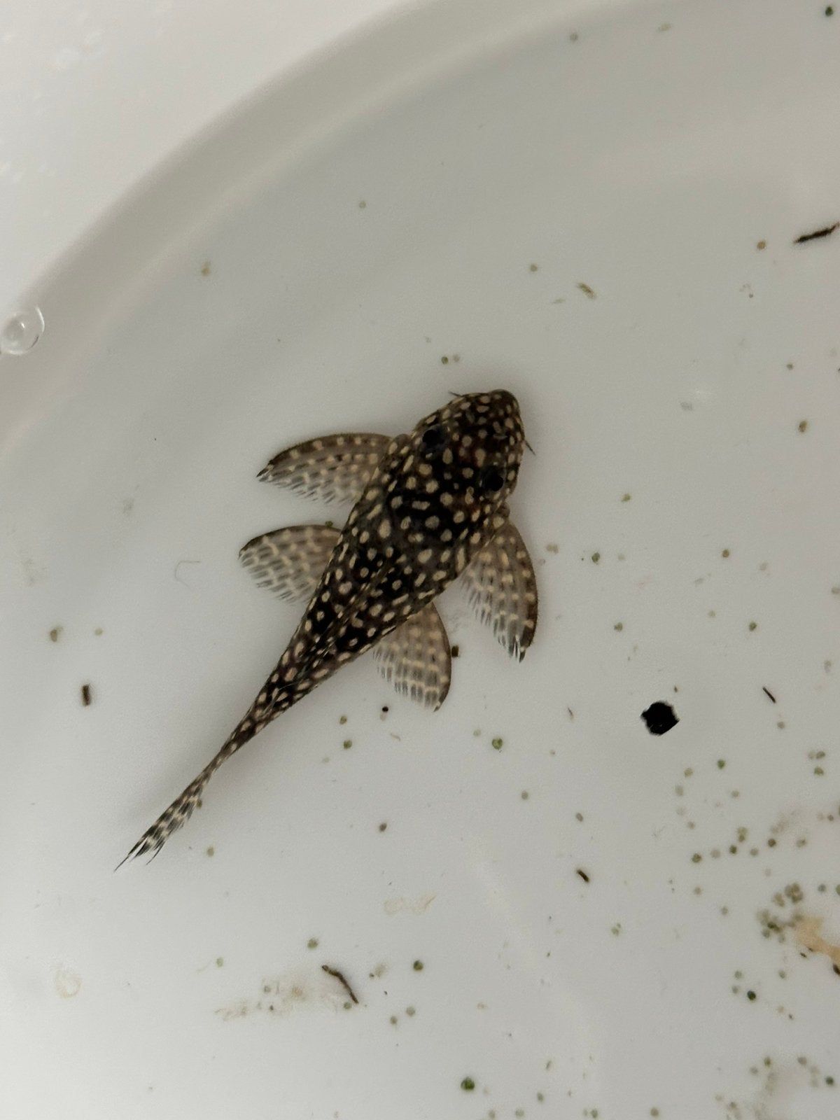 L136 B/C Hypancistrus sp., Animaux & Accessoires