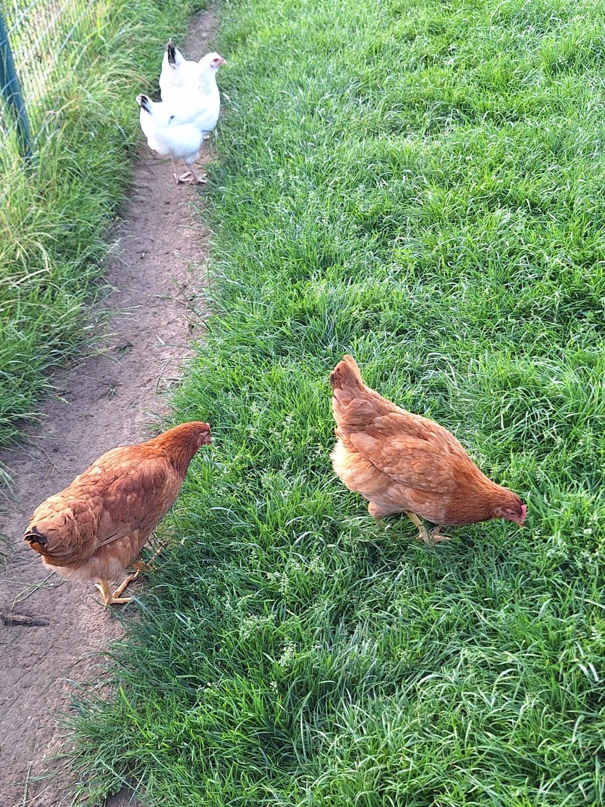 Legkippen, Dieren en Toebehoren