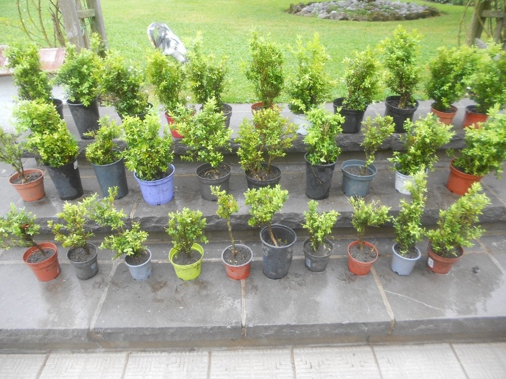 Buxuspotten. (Bloemplanten). 000, Tuin en Terras, Ophalen, Buxus, Haag