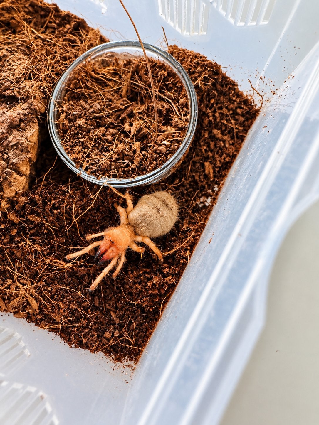 Rare chameau rouge vietnamienne Dinorhaxrostrumpsittaci, Araignée ou Scorpion