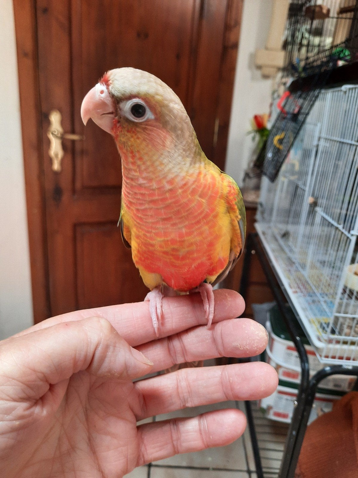 Conures molinae eam, Animaux & Accessoires, Oiseaux | Perruches & Perroquets