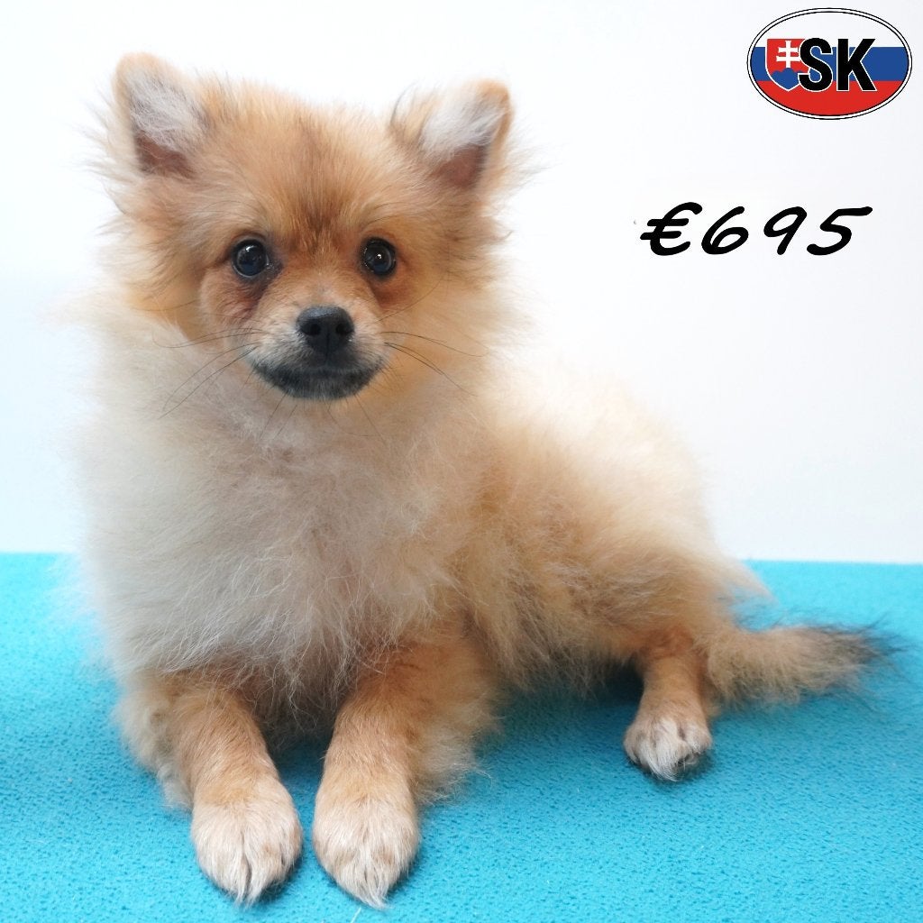 Keesjes - vrolijke pluizige pups te koop, Dieren en Toebehoren, 15 weken tot 1 jaar, Buitenland, CDV (hondenziekte), Meerdere
