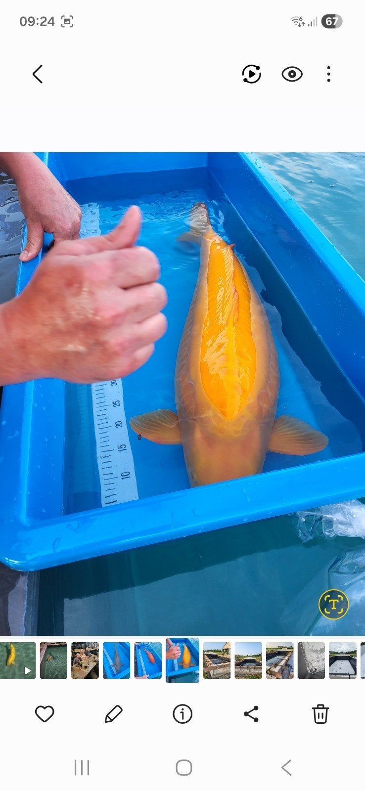 japanse koi, Dieren en Toebehoren