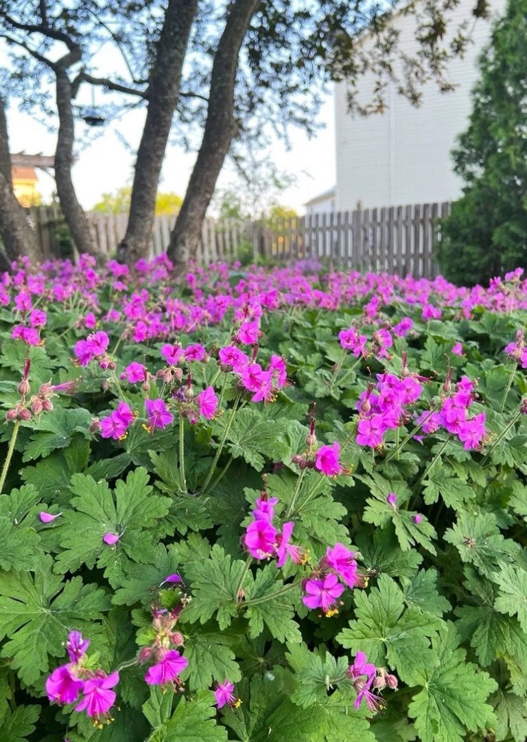 Geranium macrorrhizum, Tuin en Terras, Planten | Tuinplanten, Ophalen