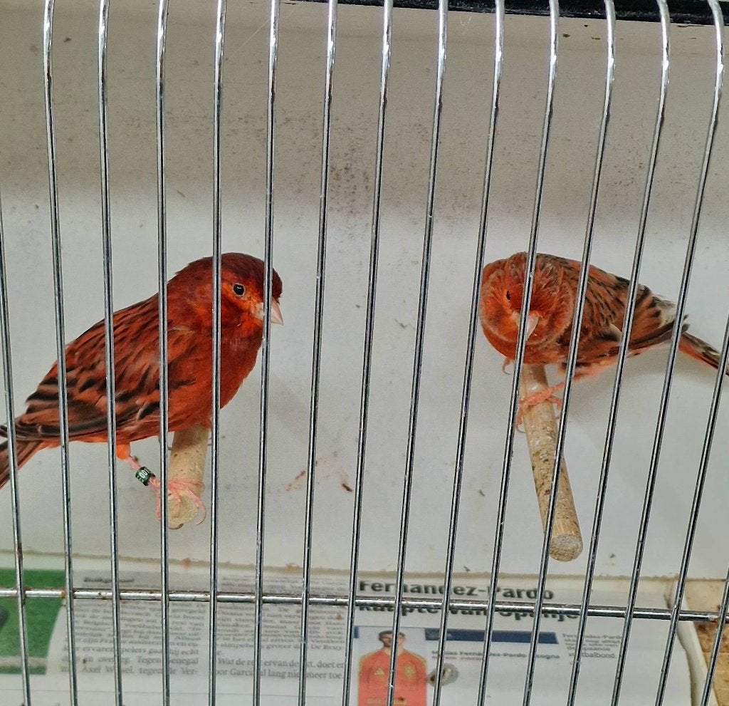 Koppel agaat rood, Dieren en Toebehoren, Meerdere dieren, Kleurkanarie