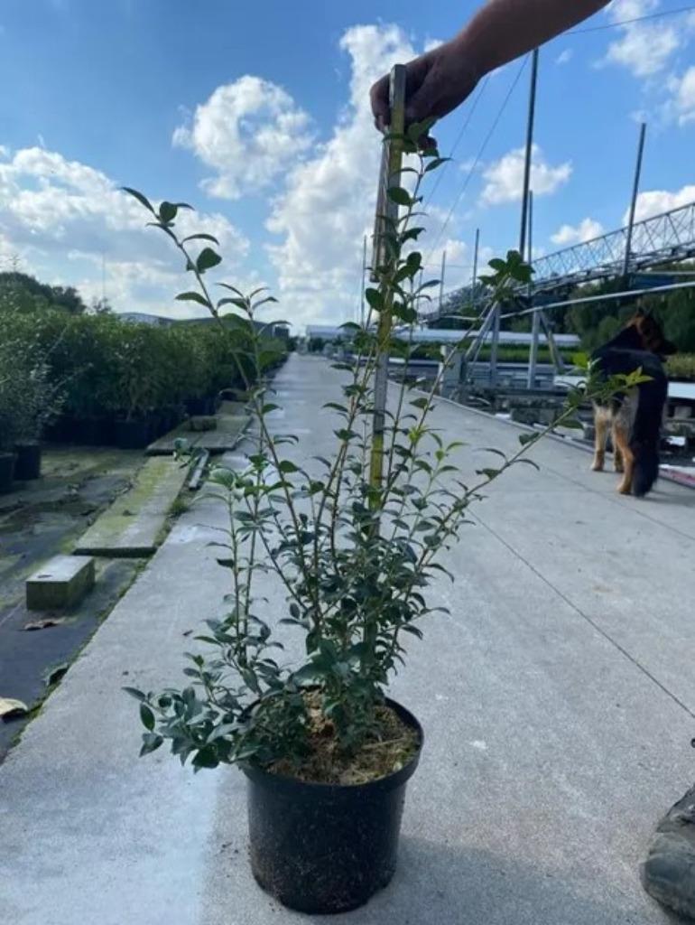 Osmanthus buirkwoodii. niet beschikbaar, Tuin en Terras, Ophalen