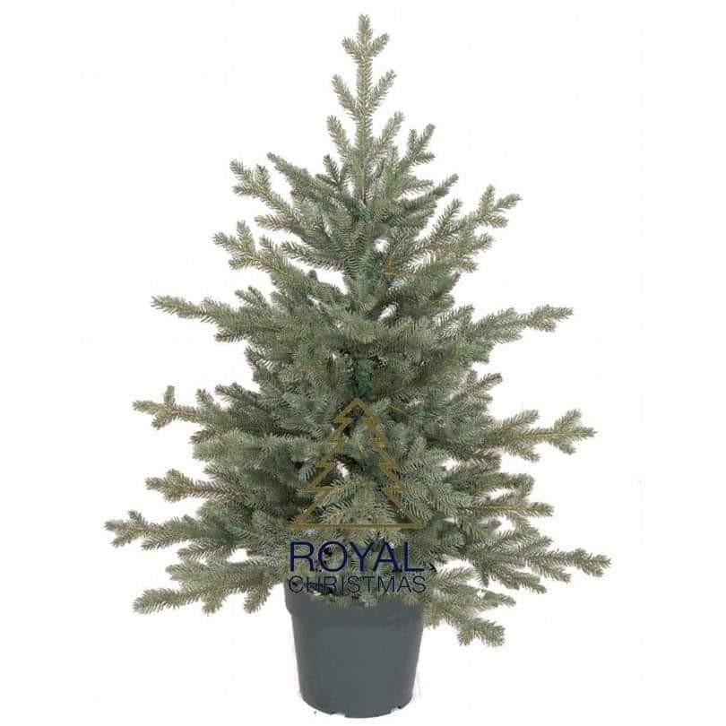 Sapin de Noël artificiel Royal Christmas en POT Ohio, Enlèvement ou Envoi, Comme neuf