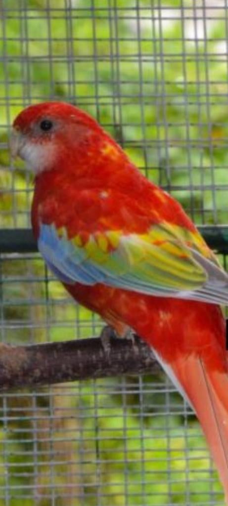 Recherche rosella golden série omnicolore