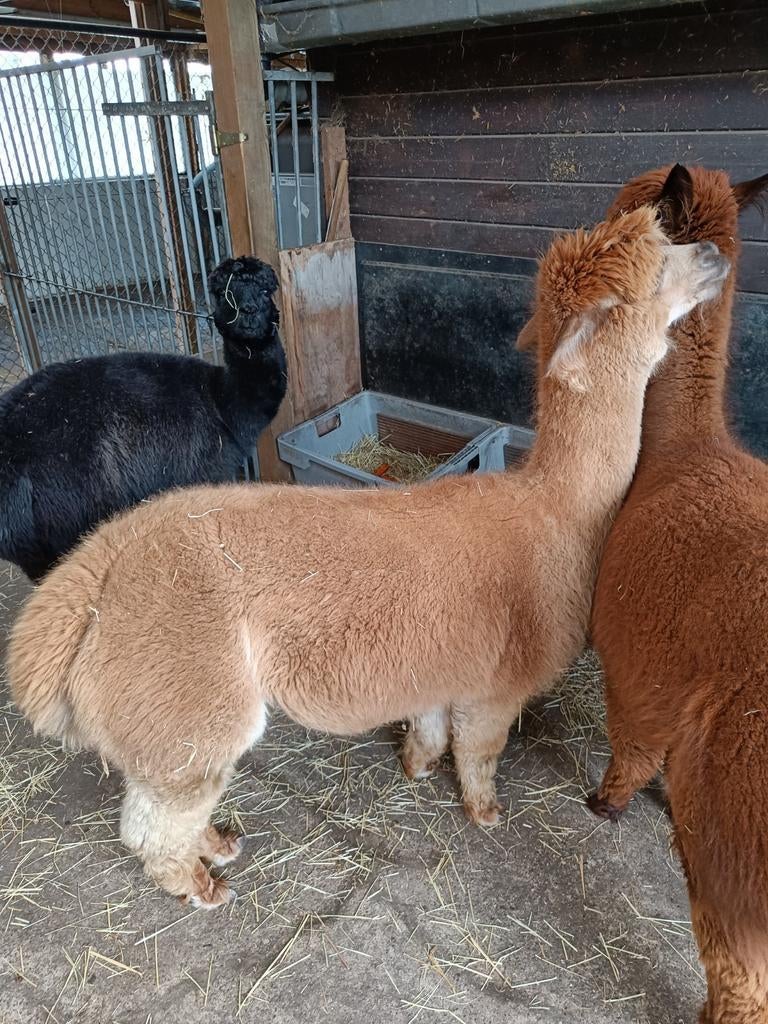 Te koop 'kudde alpaca's 'wegens stopzetting hobby, Dieren en Toebehoren, Maart, Meerdere dieren