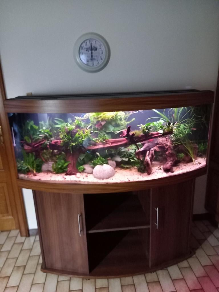 Aquarium 450 liter, Ophalen