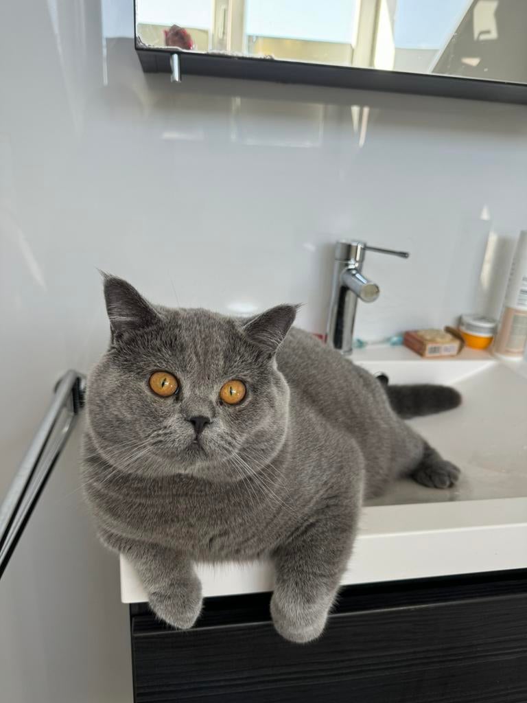 Britse korthaar dekkater blauw (niet te koop) inter kampioen, Dieren en Toebehoren, 0 tot 2 jaar