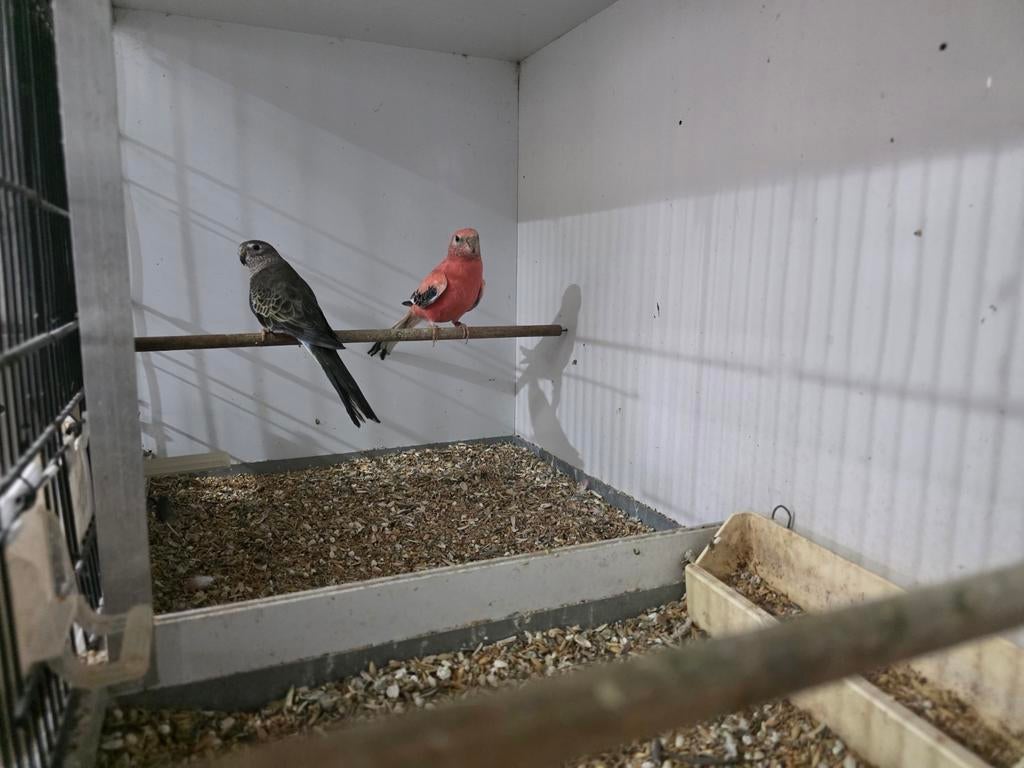 Couple de bourke, Animaux & Accessoires