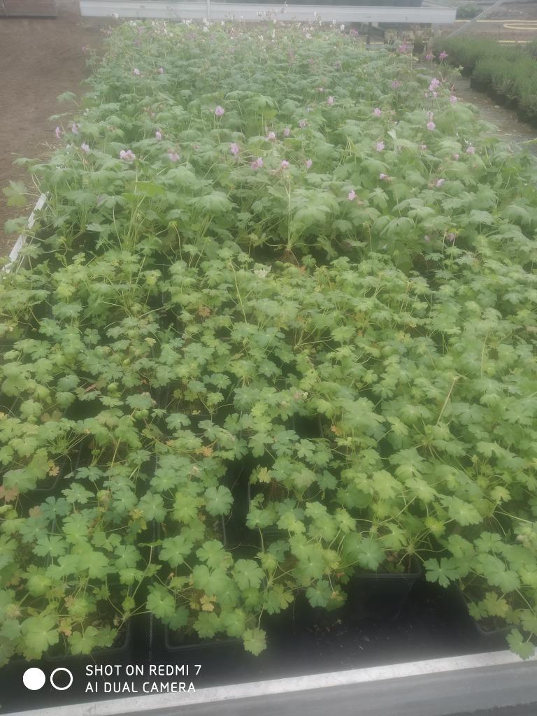 Geranium, Tuin en Terras, Planten | Tuinplanten, Ophalen, Bodembedekkers, Vaste plant, Halfschaduw