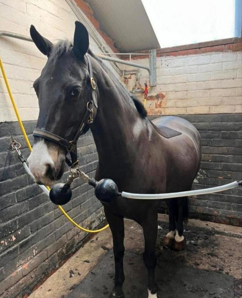 Paarden scheren, Ophalen of Verzenden